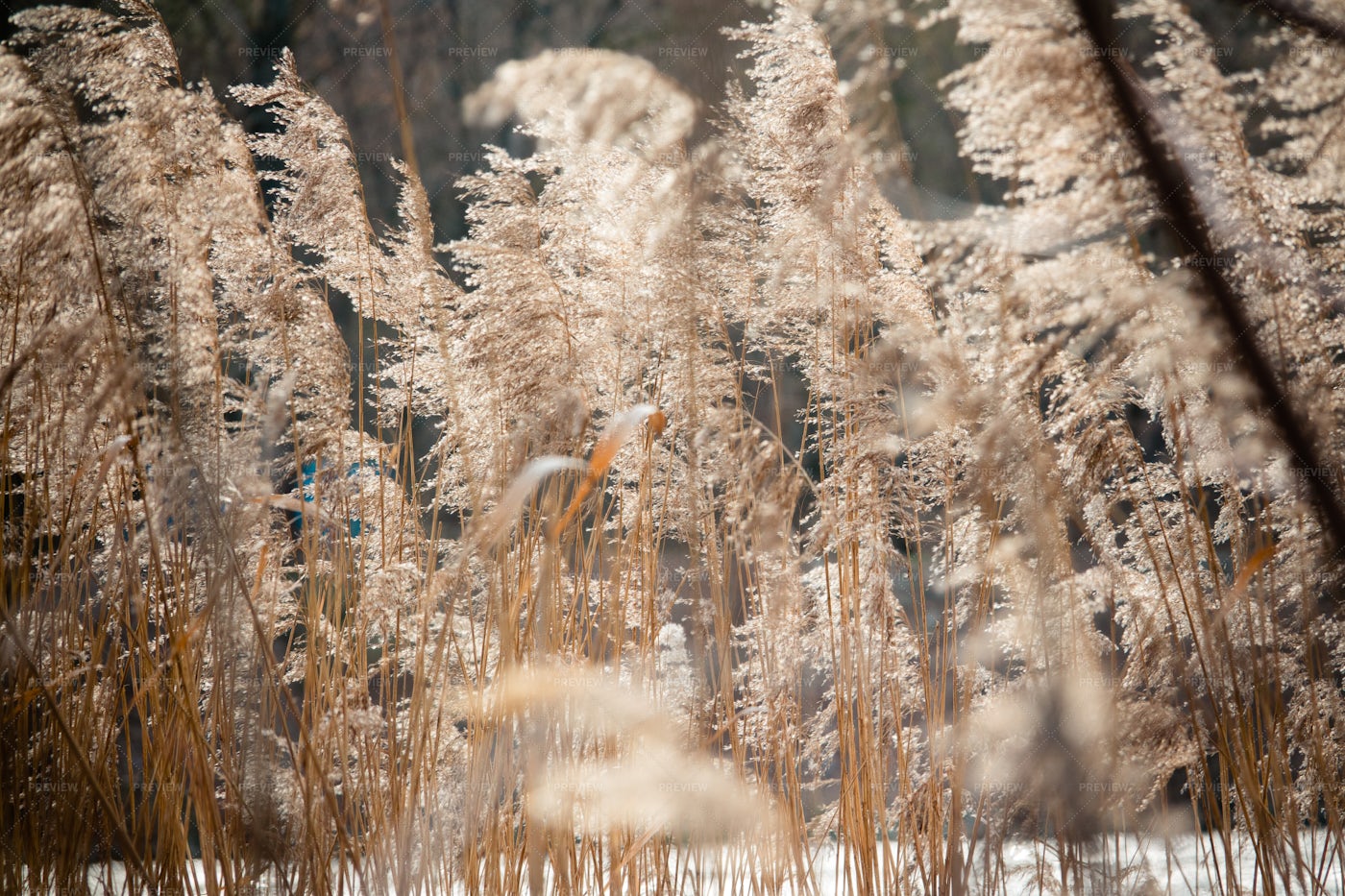 Dry Reeds On The Lake: Stock Photos