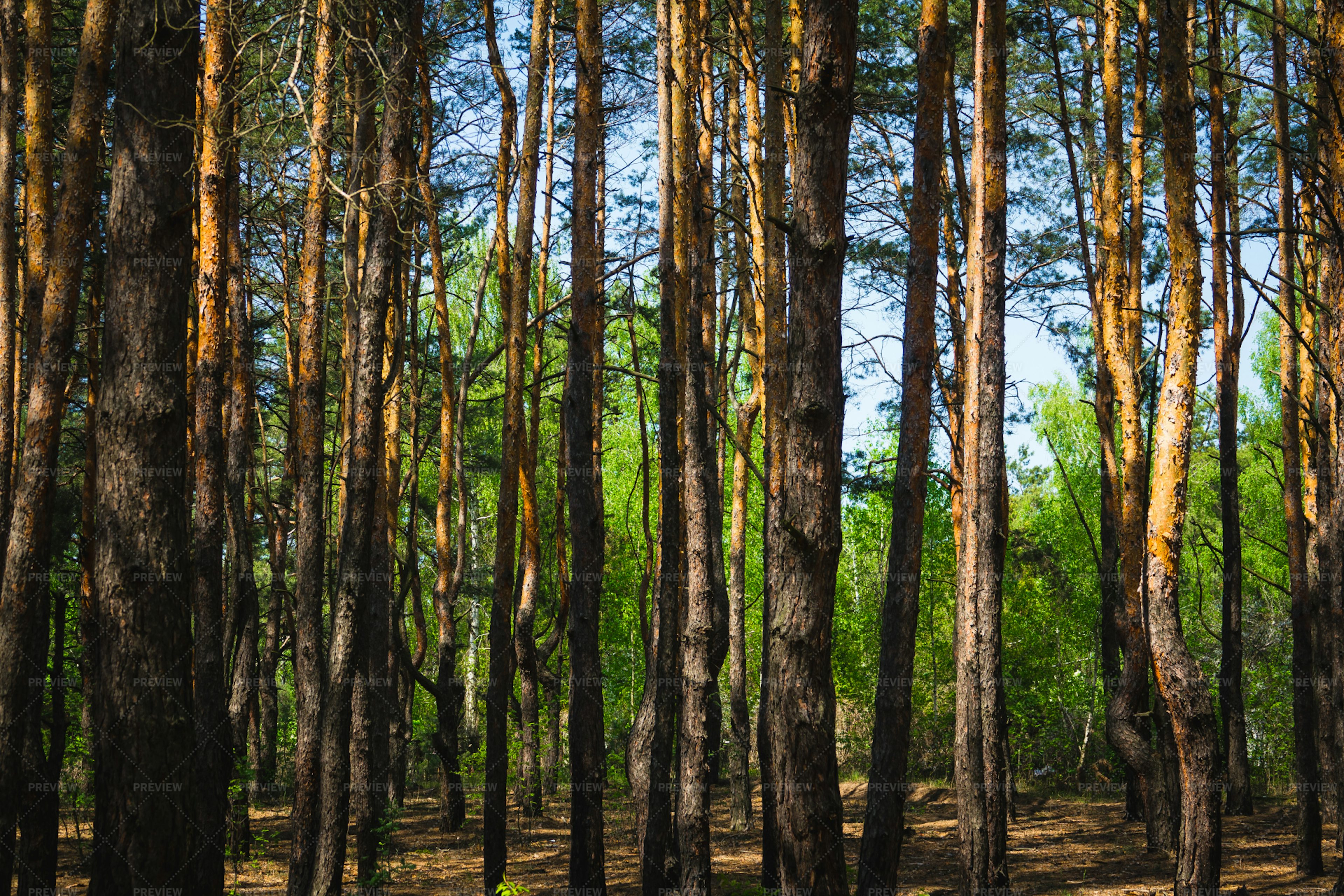 thin-pine-tree-trunks-stock-photos-motion-array