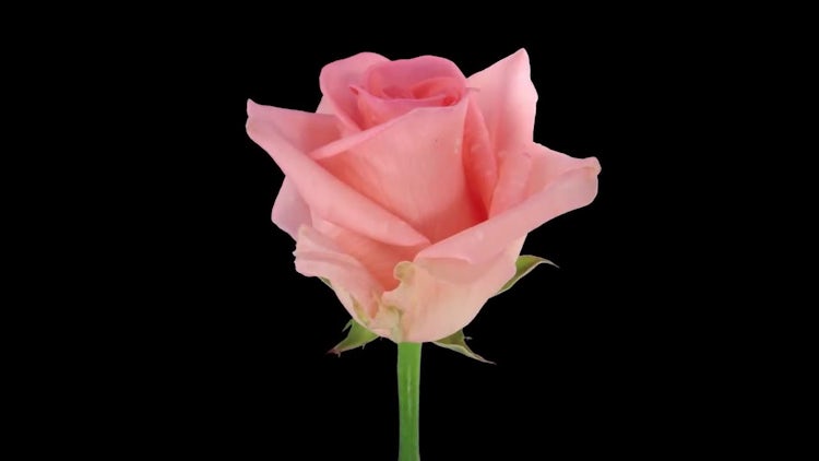 Pink Homerun Rose Time Lapse: Stock Video