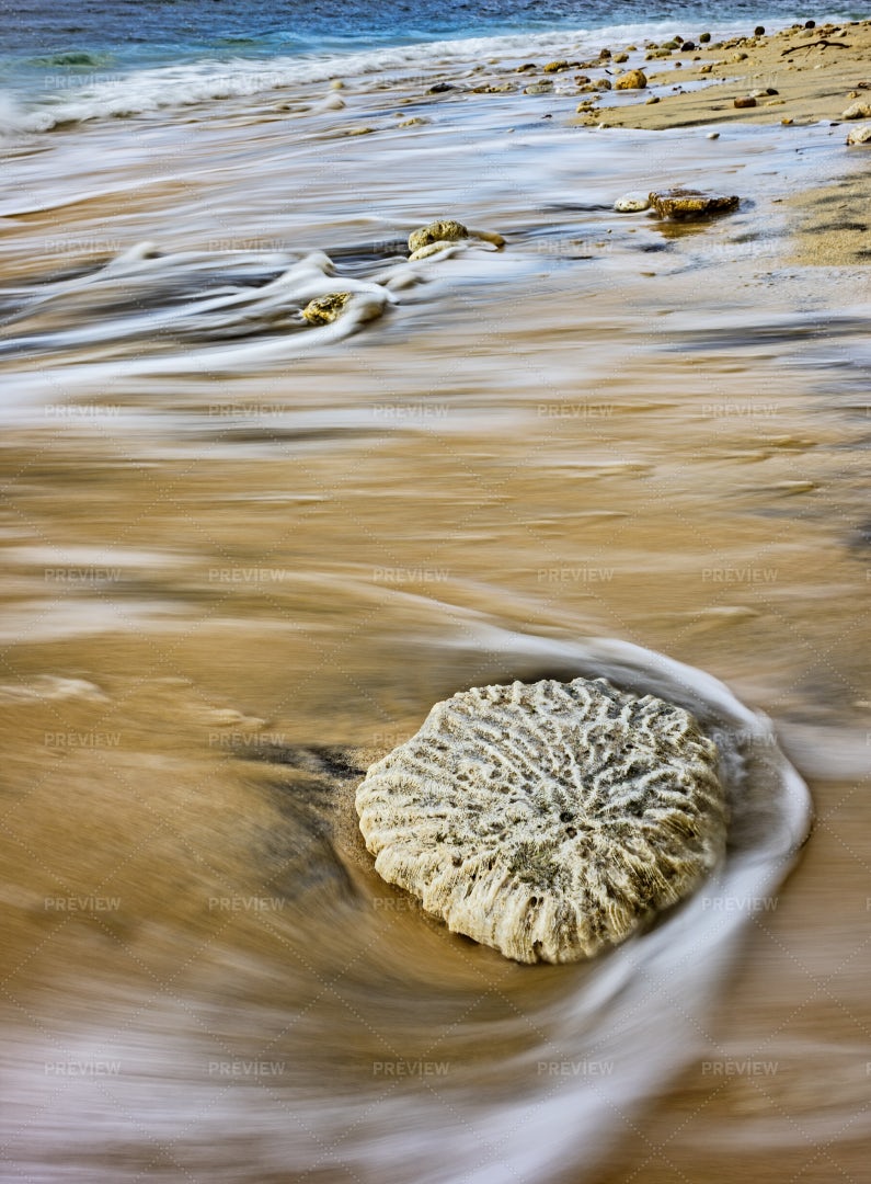 Coral Stone On The Beach: Stock Photos