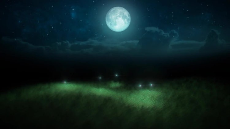 Fireflies On Moonlit Meadow Loop: Stock Motion Graphics