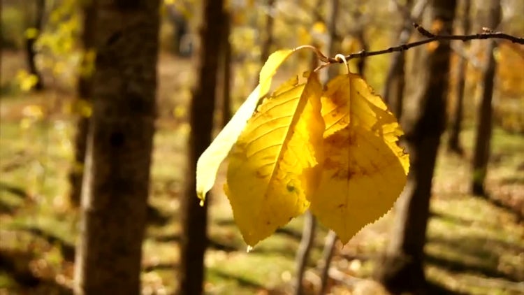 Fall Leaves : Stock Video