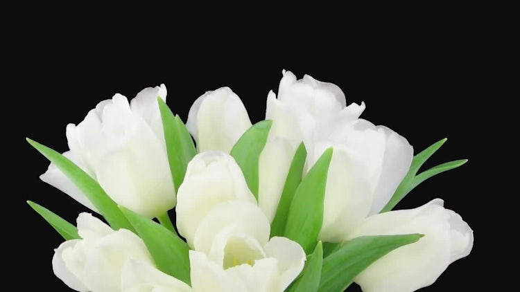 Opening White Tulips Bouquet: Stock Video
