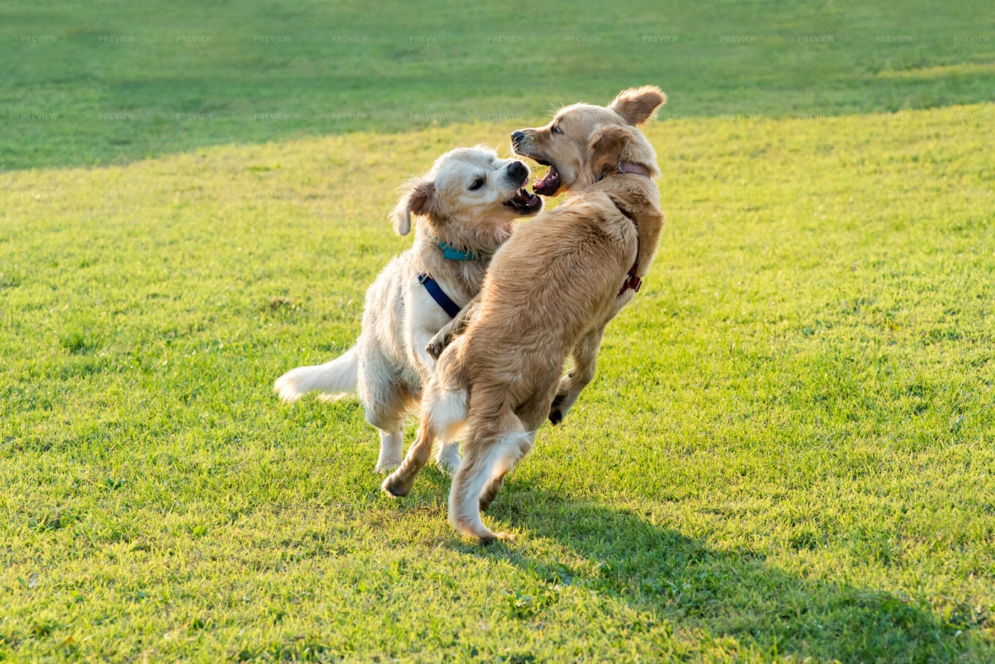 Golden Retriever Dogs Playing: Stock Photos