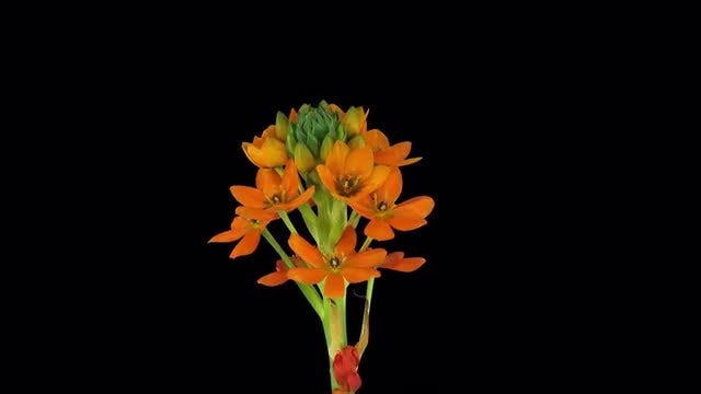 Orange African Lily Growing Opening: Stock Video