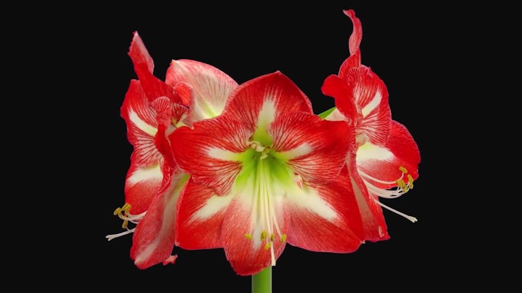 Red-White