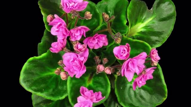 Pink African Violet Flowers Open: Stock Video
