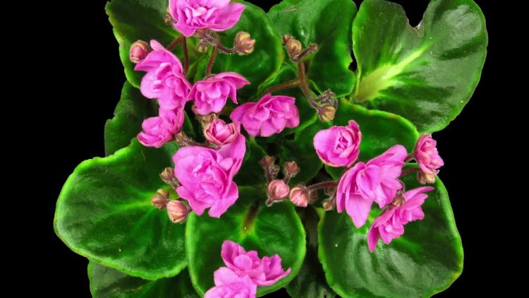 Pink African Violet Flowers Open: Stock Video