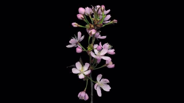 Pink Sakura Blossoms Open: Stock Video