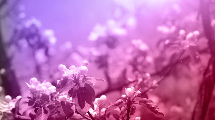 Blossoming Spring Garden: Stock Video