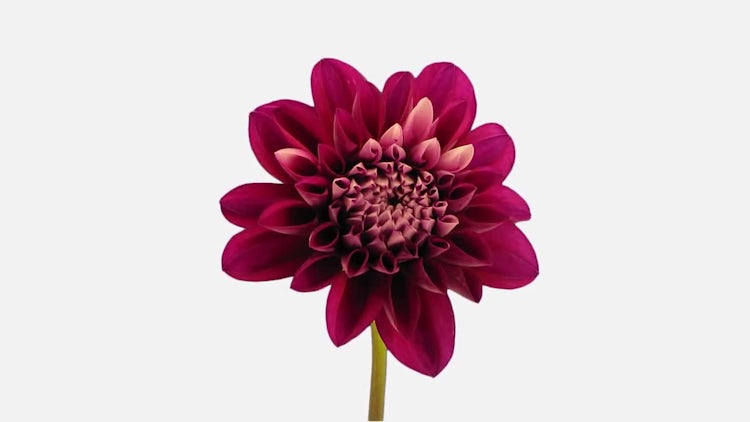 Opening Red Dahlia Flower: Stock Video