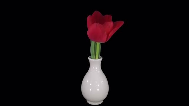 Opening Red Tulip In A Vase: Stock Video