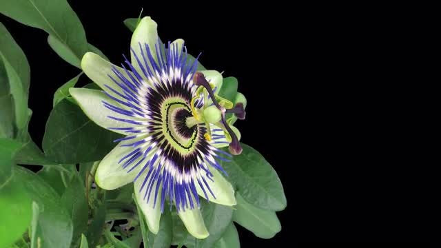 Opening Passiflora (Passion) Flower: Stock Video