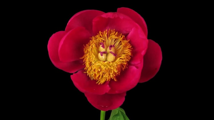 Red Peony Flower Top View: Stock Video