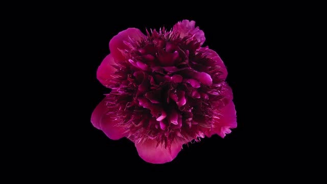 Dying Red Peony Flower: Stock Video