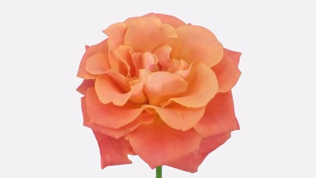 Orange Indian Femma Rose Opens: Stock Video