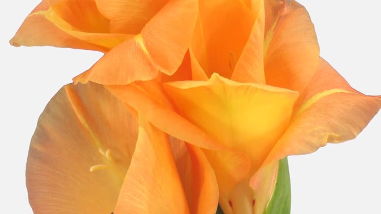 Growing Opening Orange Gladiola: Stock Video