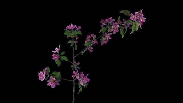 Blooming Apple Paradise: Stock Video