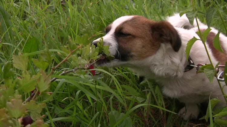 Lunch Time: Dog Eats Gooseberries: Stock Video