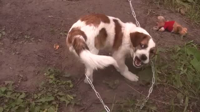 Small Happy Dog Plays With Tail: Stock Video