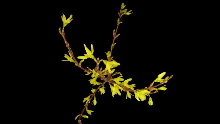 Forsythia Flowers Pop Open: Stock Video