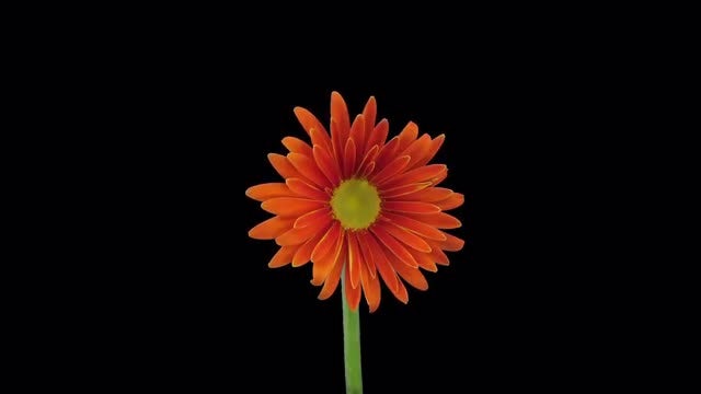 Orange Gerbera Flower Blooms: Stock Video