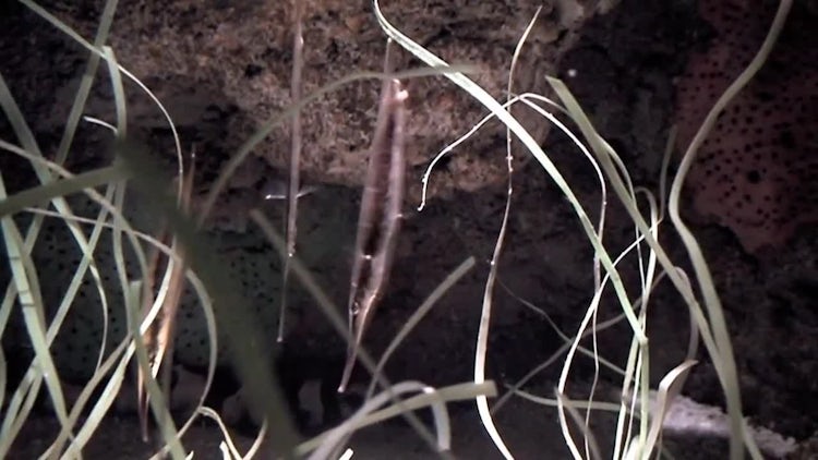 Coral Or Stripped Shrimpfish: Stock Video