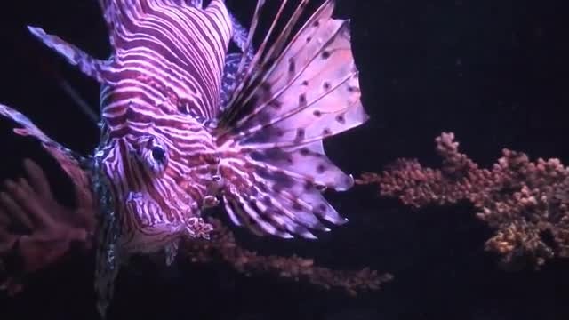 Lionfish (Pterois volitans): Stock Video