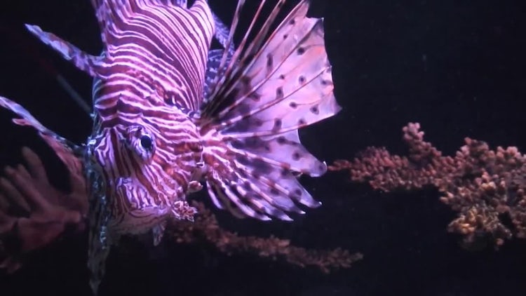 Lionfish (Pterois volitans): Stock Video