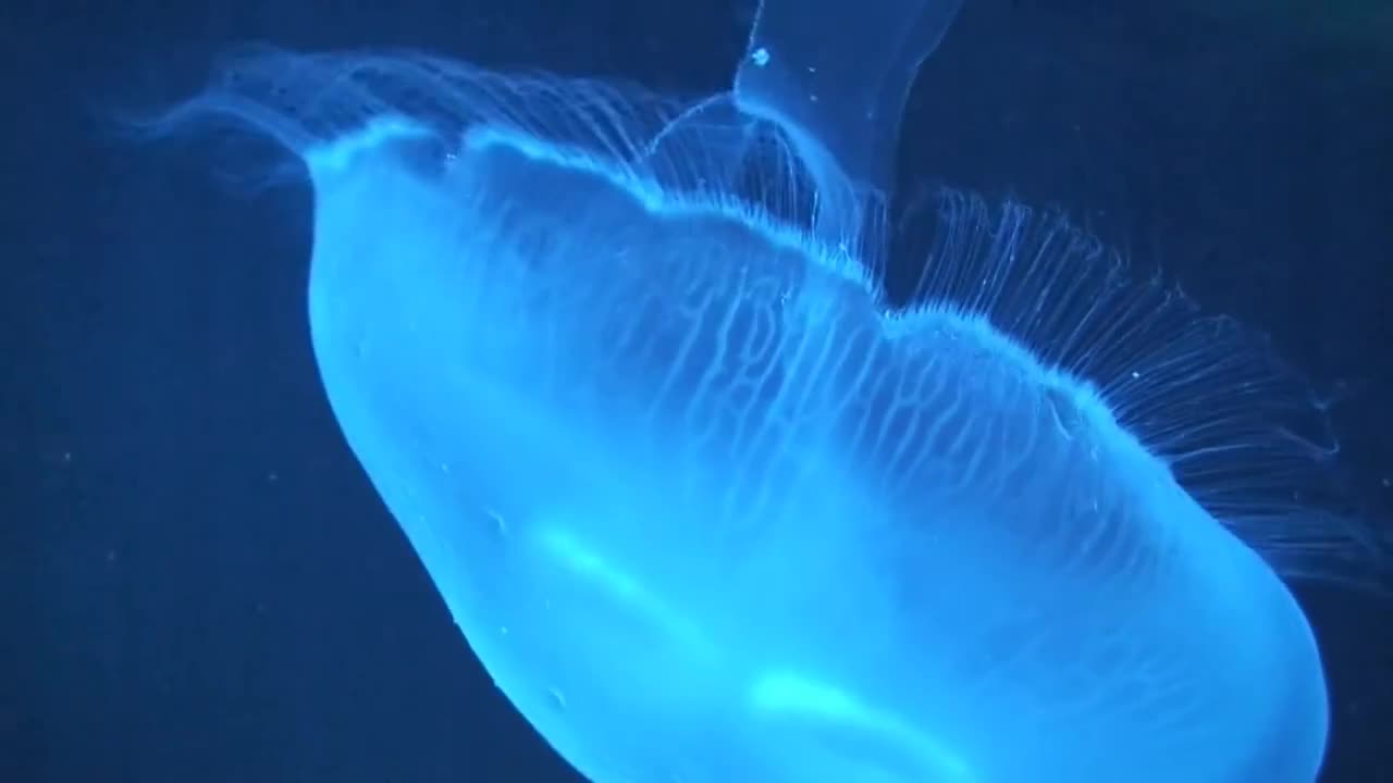 Phylum Cnidaria (Jellyfish) Swimming - Stock Video | Motion Array