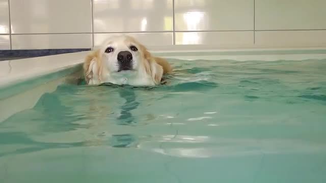 Dog Swimming: Stock Video