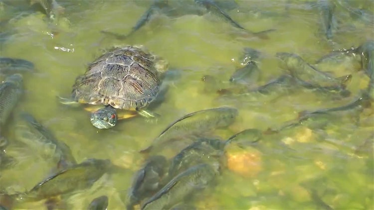 Fishes And Turtle In Lake: Stock Video