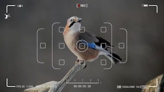 Camera Screen Recordings-09: Motion Graphics