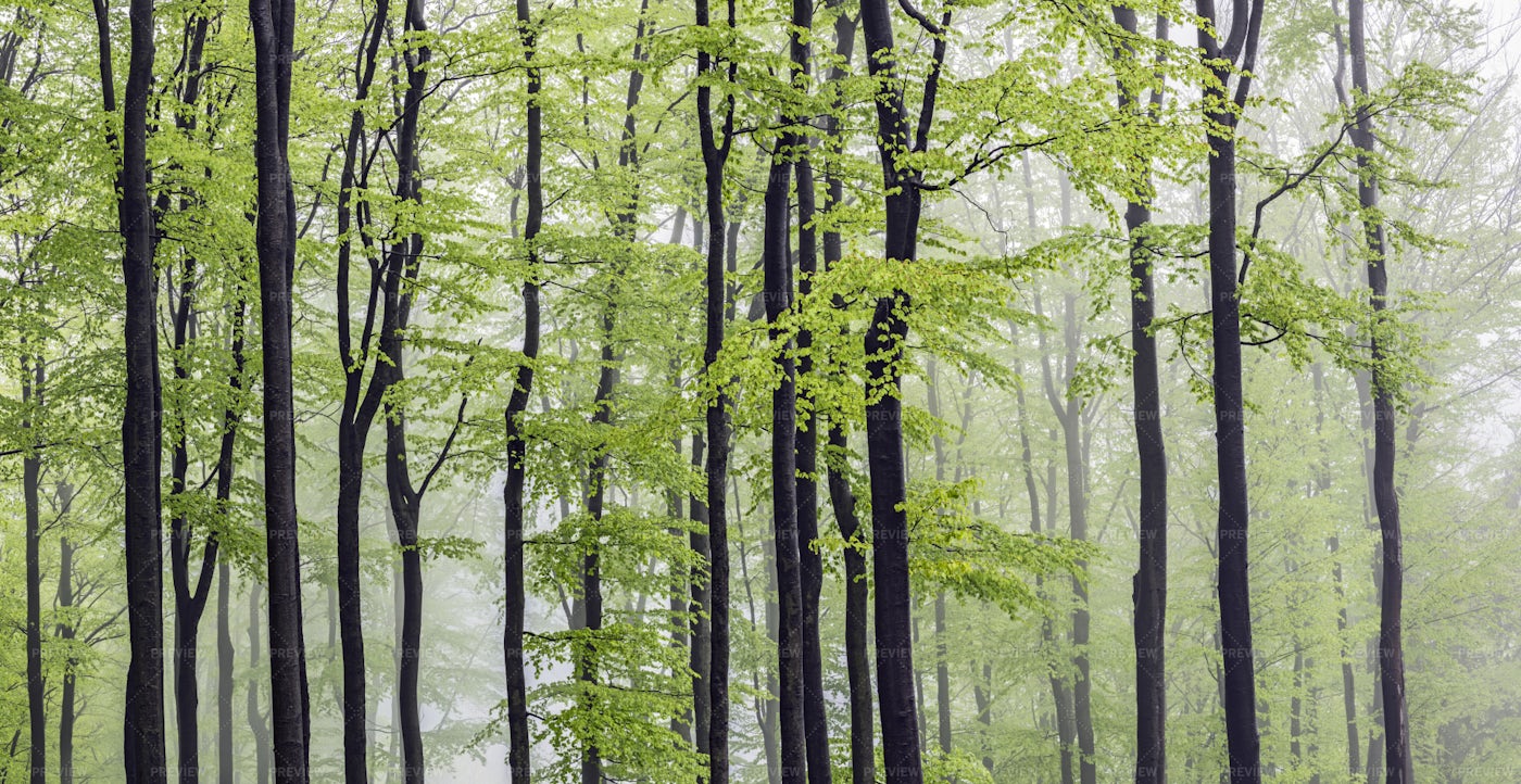 Foggy Forest: Stock Photos