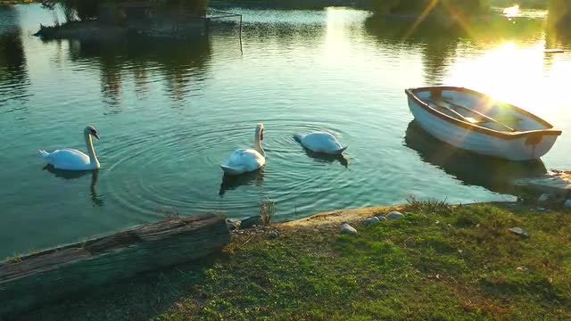 Swans And The Boat On Lake: Stock Video