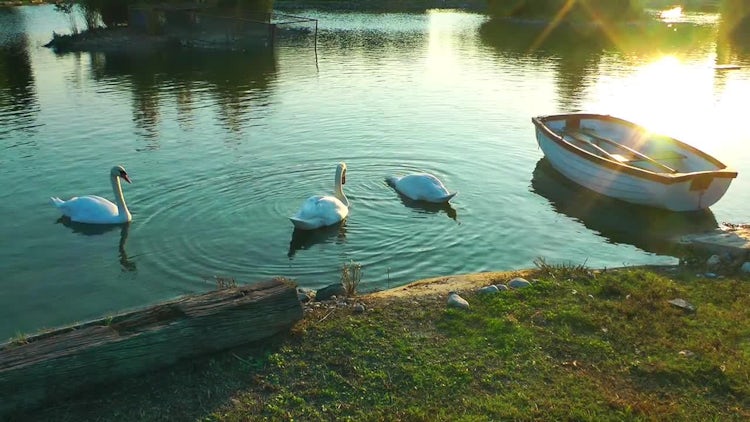 Swans And The Boat On Lake: Stock Video