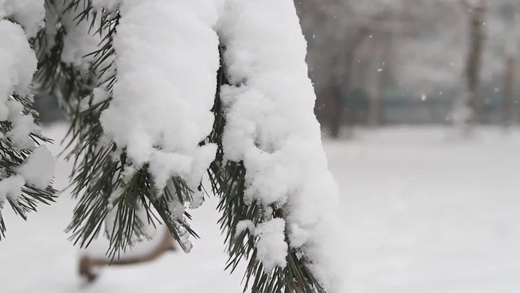 Pine Tree Covered With Snow: Stock Video