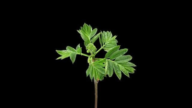 Growing Aronia Branch In Spring: Stock Video