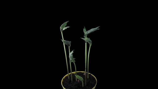 Phototropism Effect In Growing Beans: Stock Video