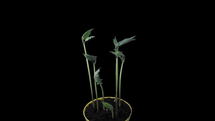 Phototropism Effect In Growing Beans: Stock Video