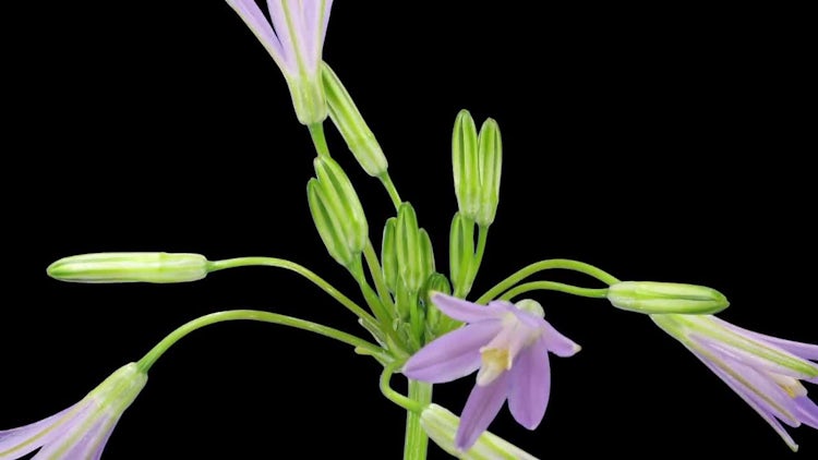 Brodiaea Flower Buds: Stock Video
