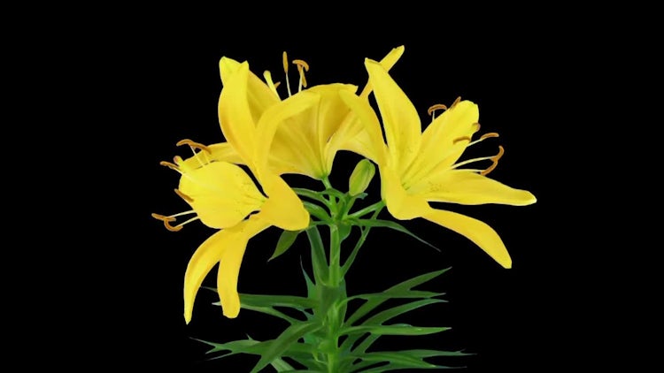 Opening Yellow Lily: Stock Video