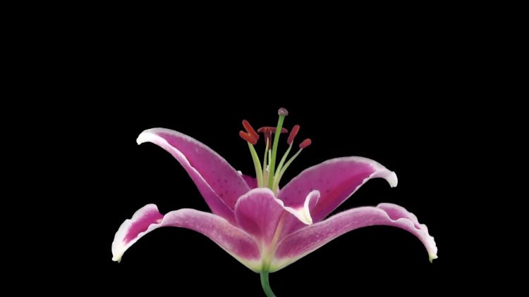 Pink Lily Flower Slowly Opens: Stock Video