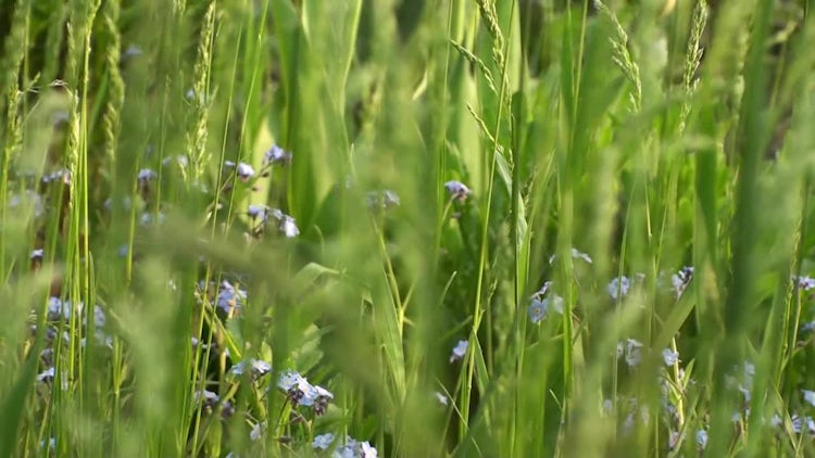 Green Grass And Flowers Background: Stock Video