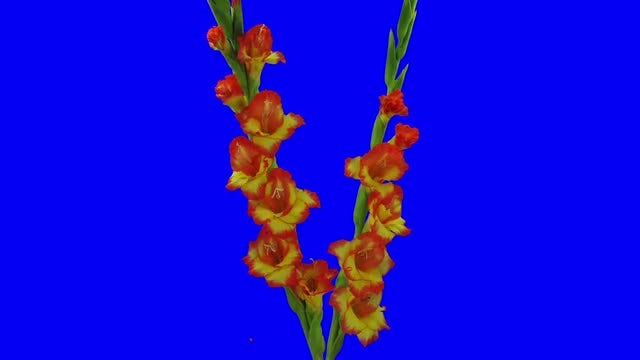 Yellow And Red Gladiola Flowers: Stock Video