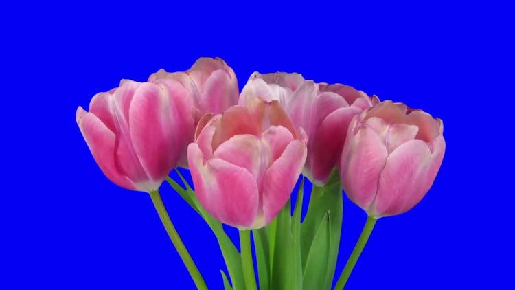 Opening Pink Tulips Bouquet: Stock Video