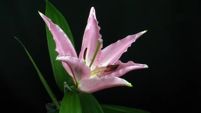 Pink Lily Opening: Stock Video