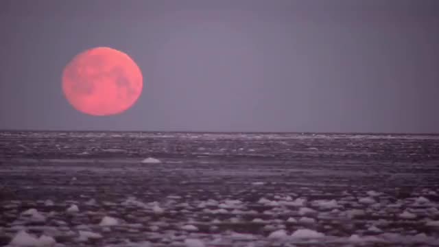 Red Moon Setting Into Sea: Stock Video