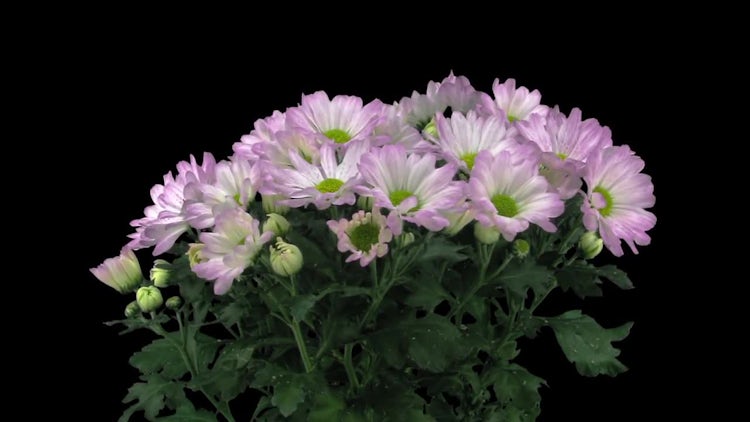 Opening Purple Chrysanthemum Buds: Stock Video