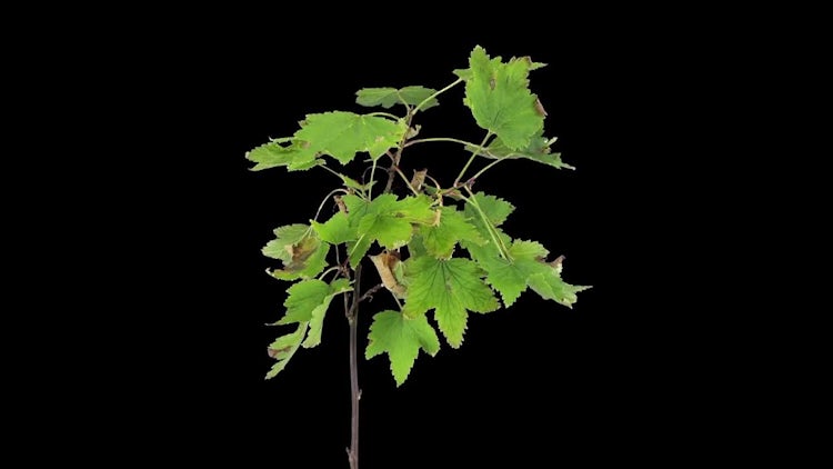Drying White Currant Branch Leaves: Stock Video